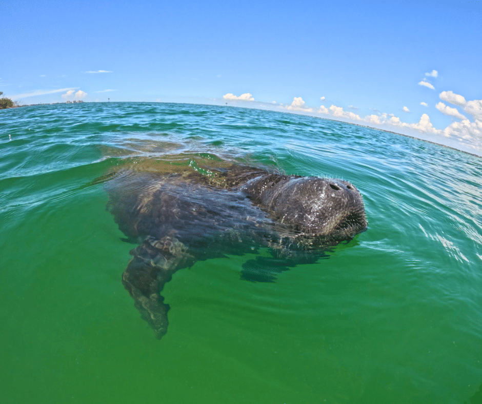 Clear kayak rentals in St Petersburg Florida for self-guided adventures
