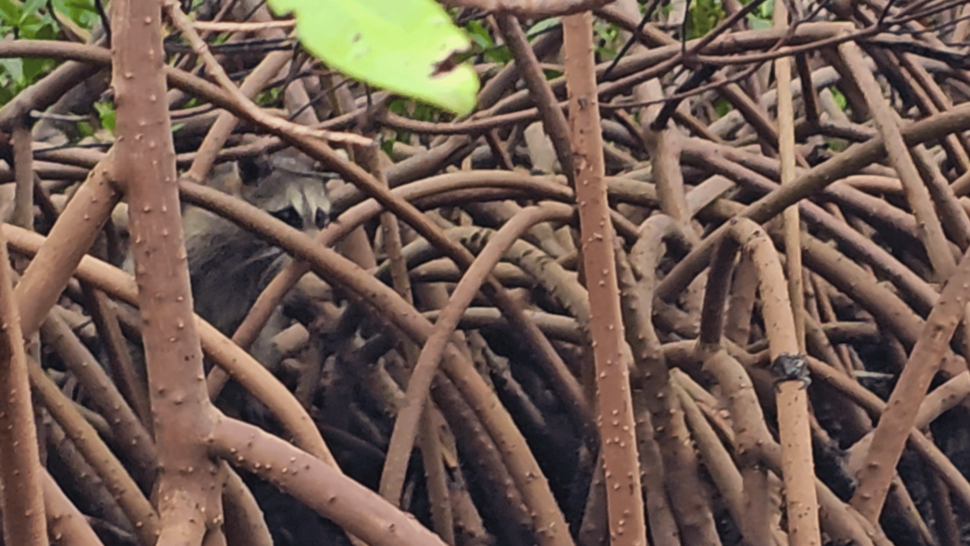 Happy couple in tandem clear kayak