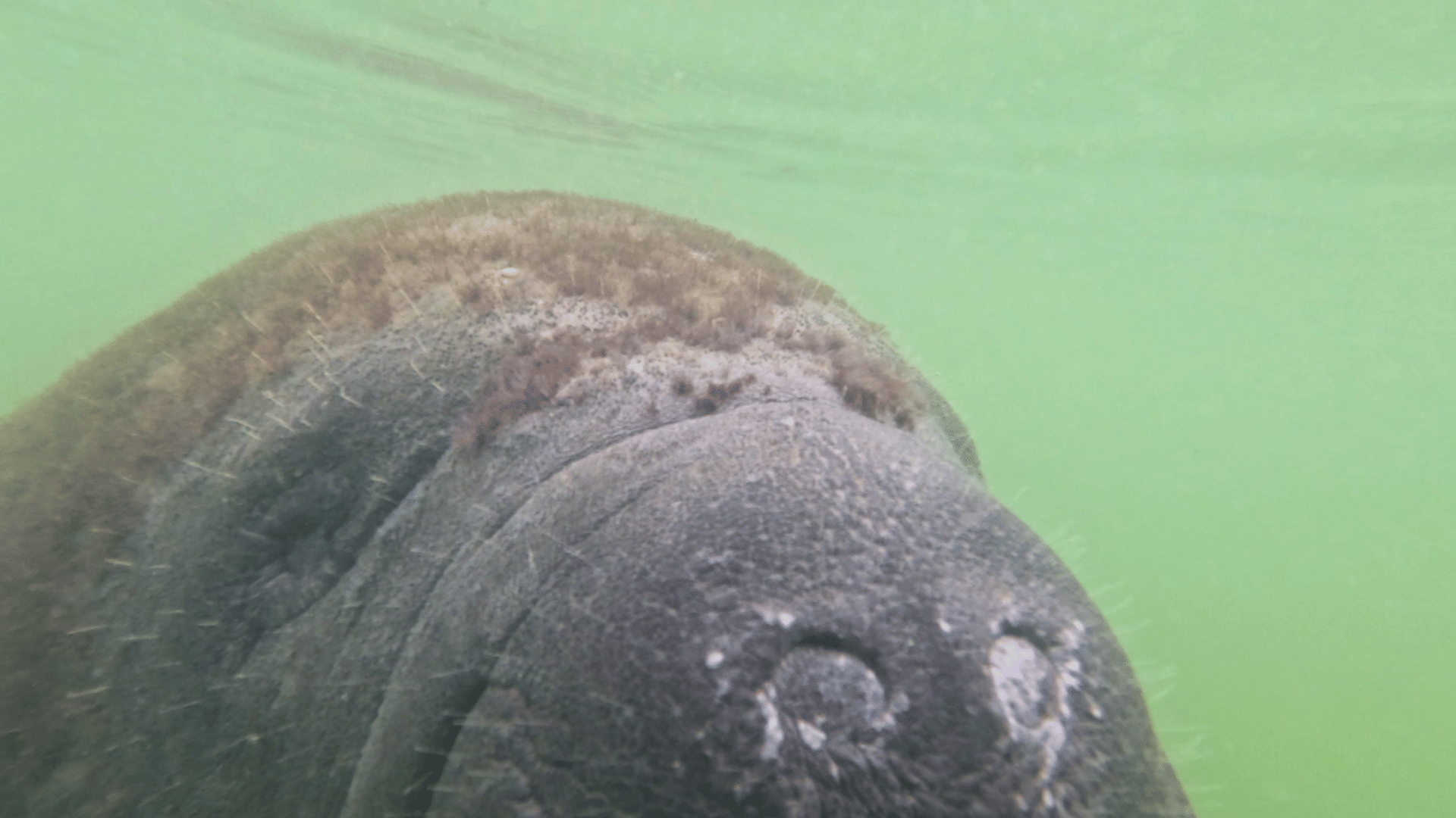 Group paddling clear kayaks