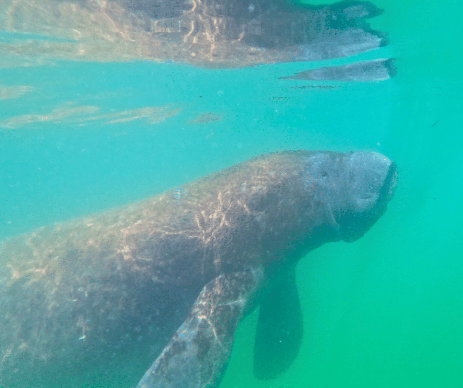 Crystal clear kayak over sea grass and fish