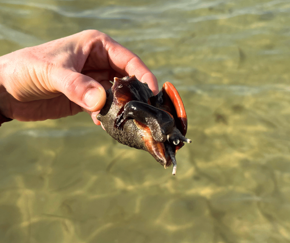Mangrove tunnel clear kayak tour Sarasota