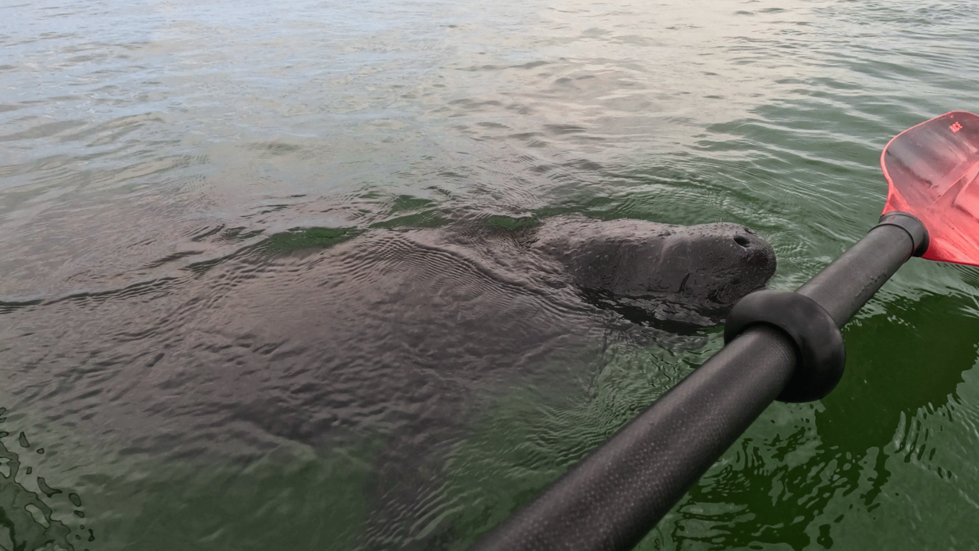 Clear kayak adventure in Sarasota waters