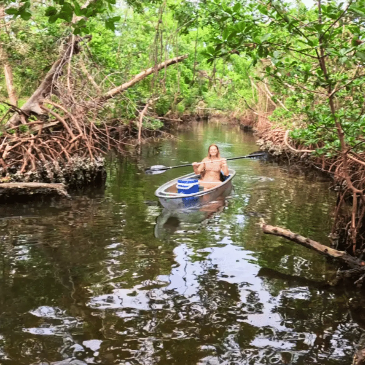 Florida jungle scenery