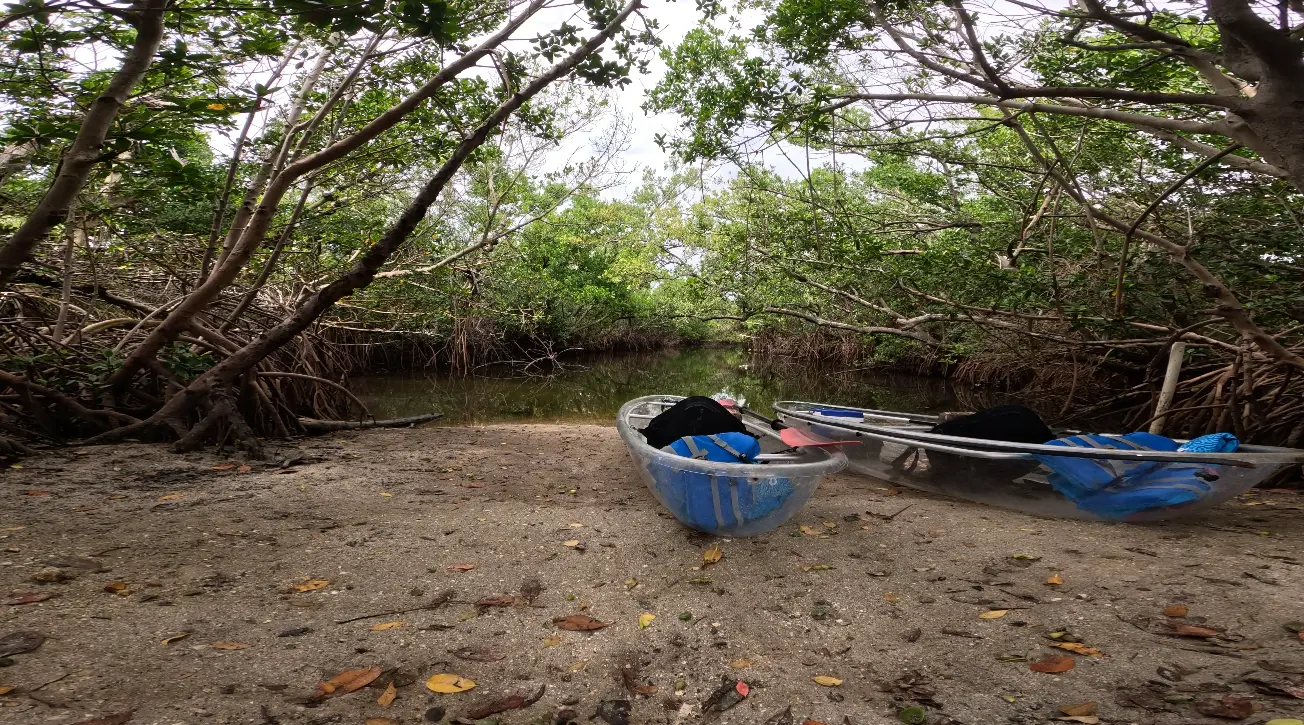 Kayak tours Bradenton FL – Guided eco tour in mangrove tunnel