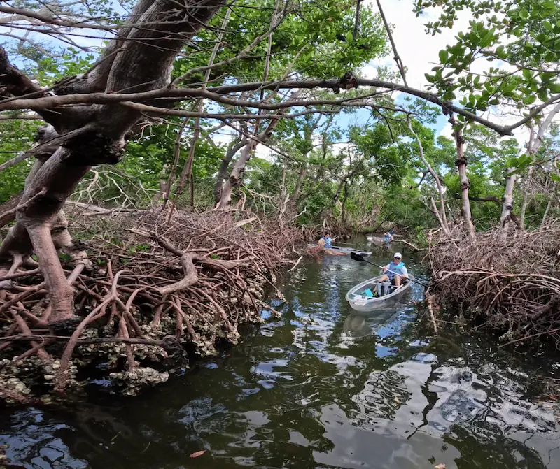 Bradenton kayak tours with wildlife viewing opportunities – Dolphin encounters