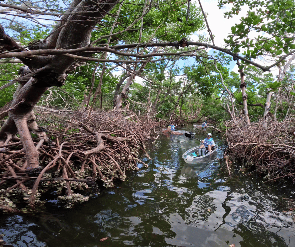 Crystal clear kayak over sea grass and fish