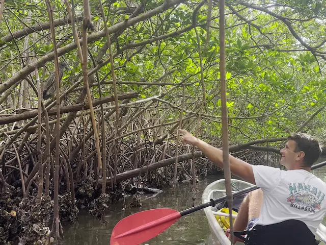 St. Pete clear kayak rental adventure at Clam Bayou