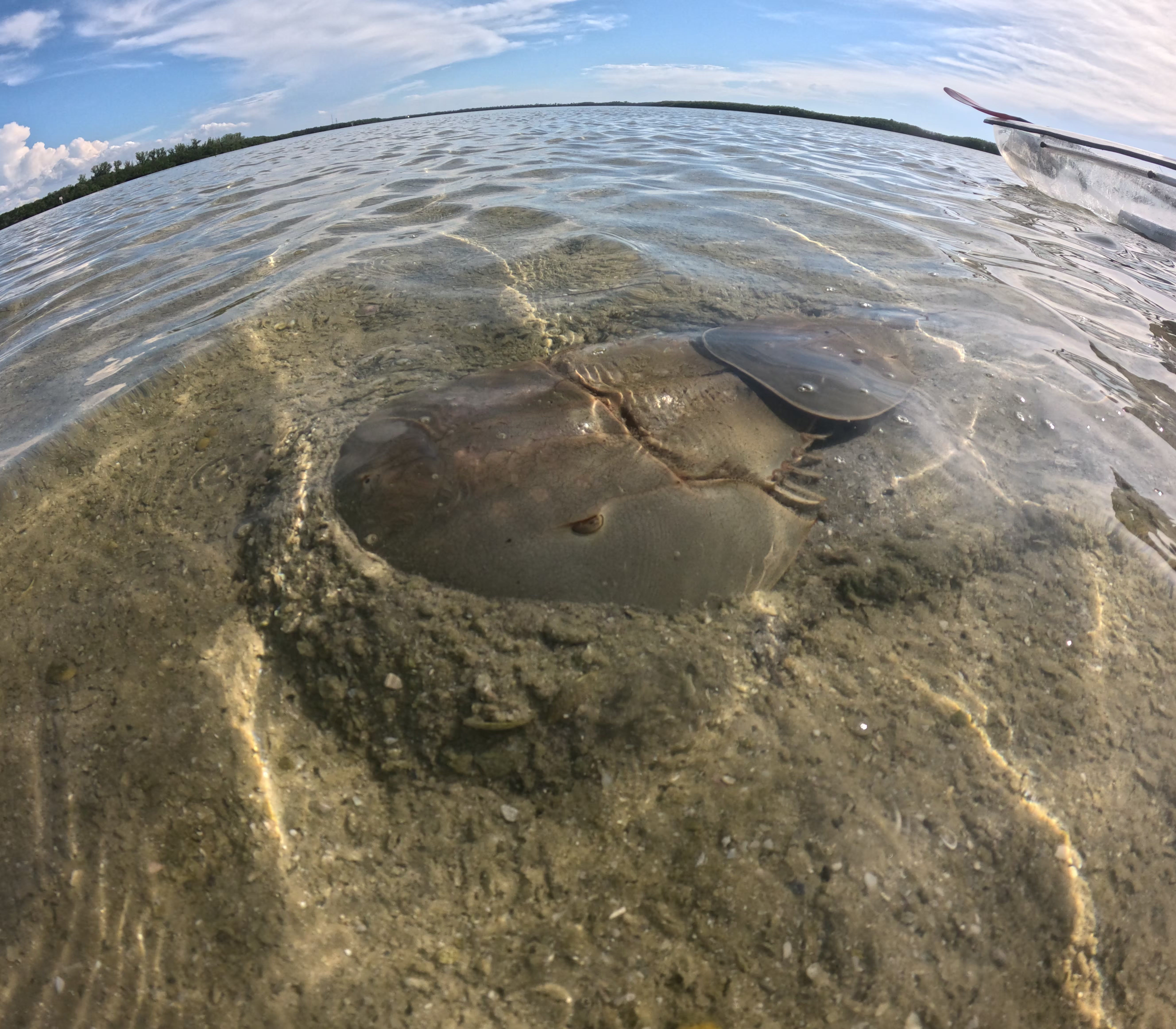 Clear kayak rental at Coffee Pot Bayou St Pete