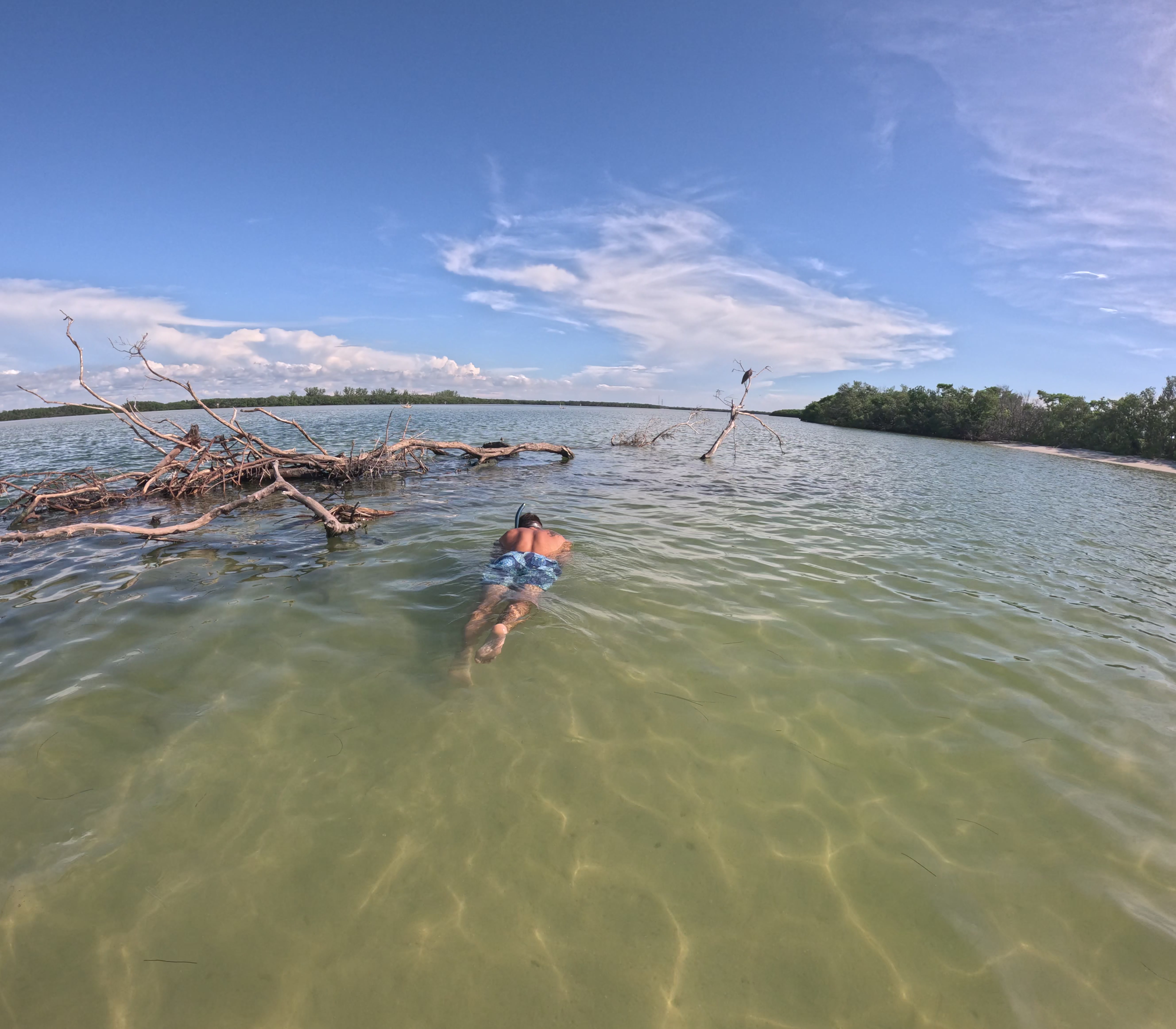 Fish under clear kayak