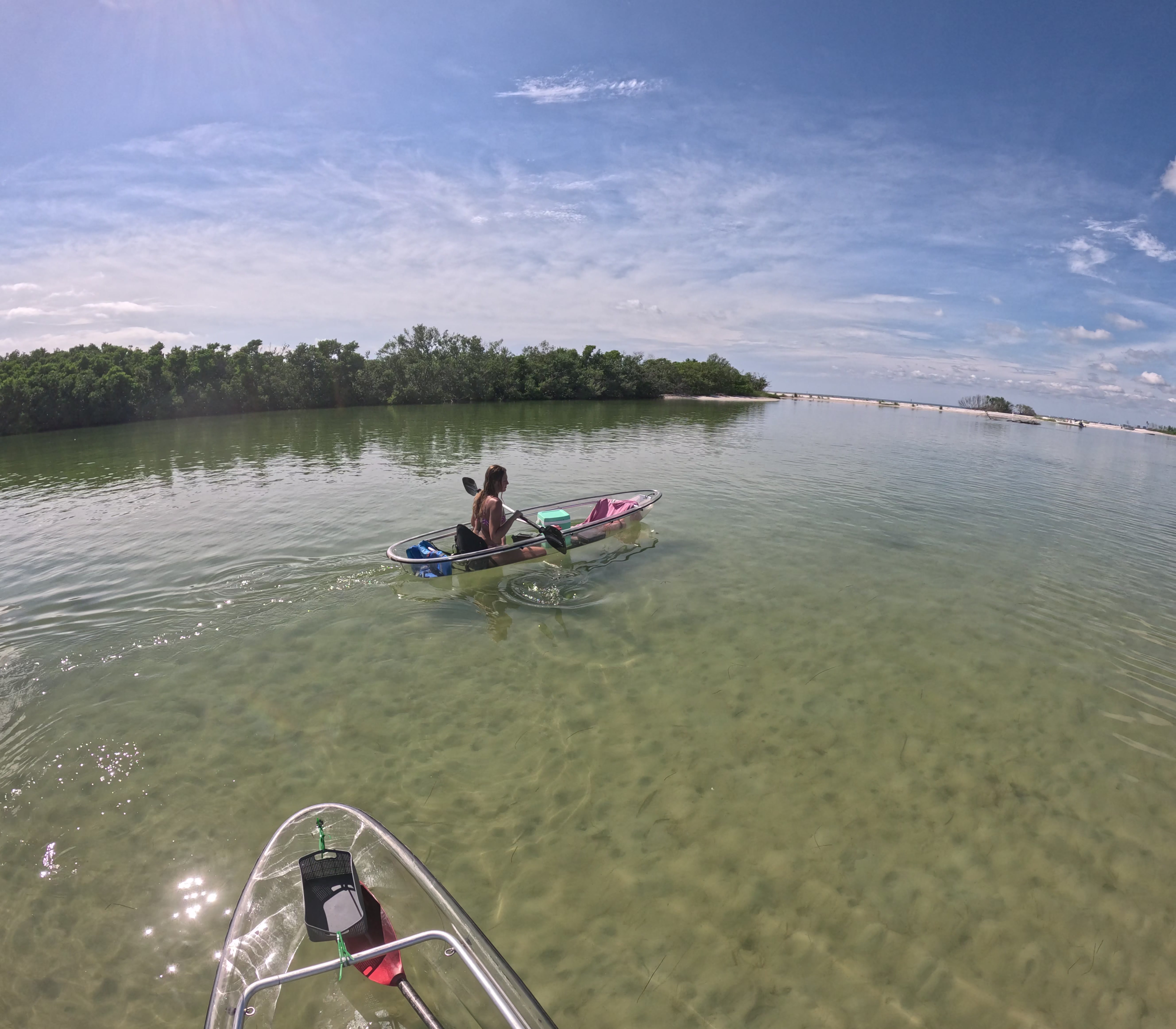 Manatee near Coffee Pot Bayou