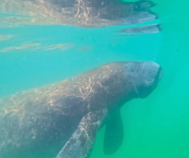 Family-friendly clear kayak experience