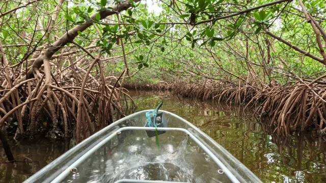 Deep inside mangrove tunnel – Longboat Key