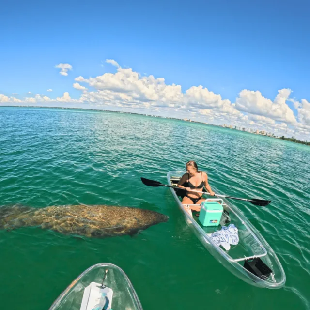 Stunning underwater wildlife shot