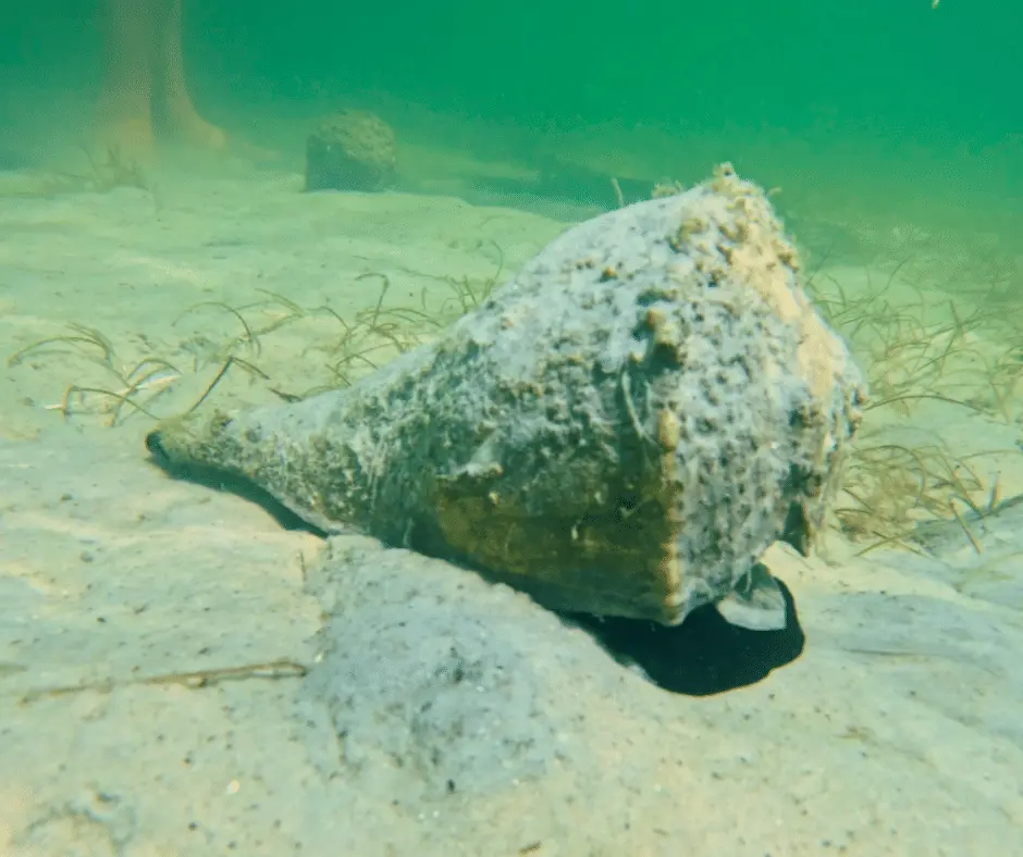Hermit crab visible through clear kayak hull