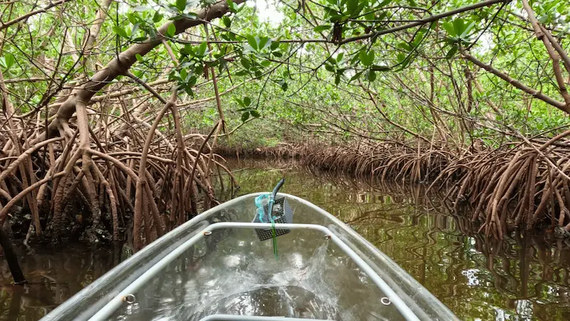 Deep inside mangrove tunnel at Quick Point Nature Preserve Longboat Key