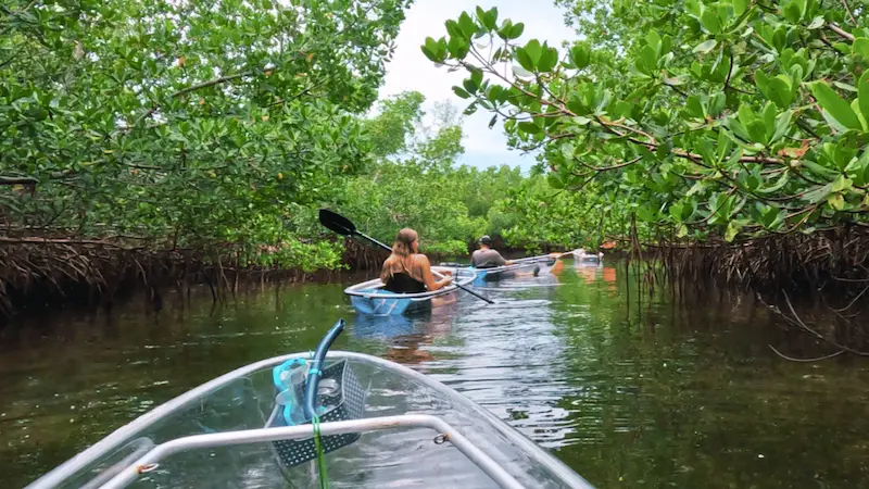Paddling through mangrove tunnel on clear kayak Sarasota