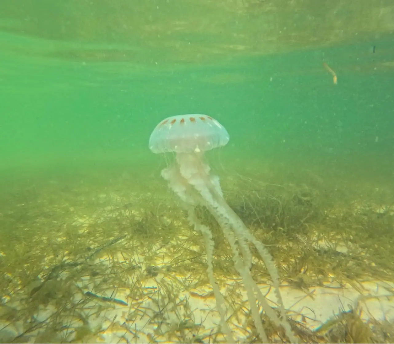 Self-paced clear kayak adventure in St. Pete