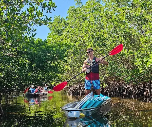 Clear kayak tours in Sarasota Florida with mangrove tunnels