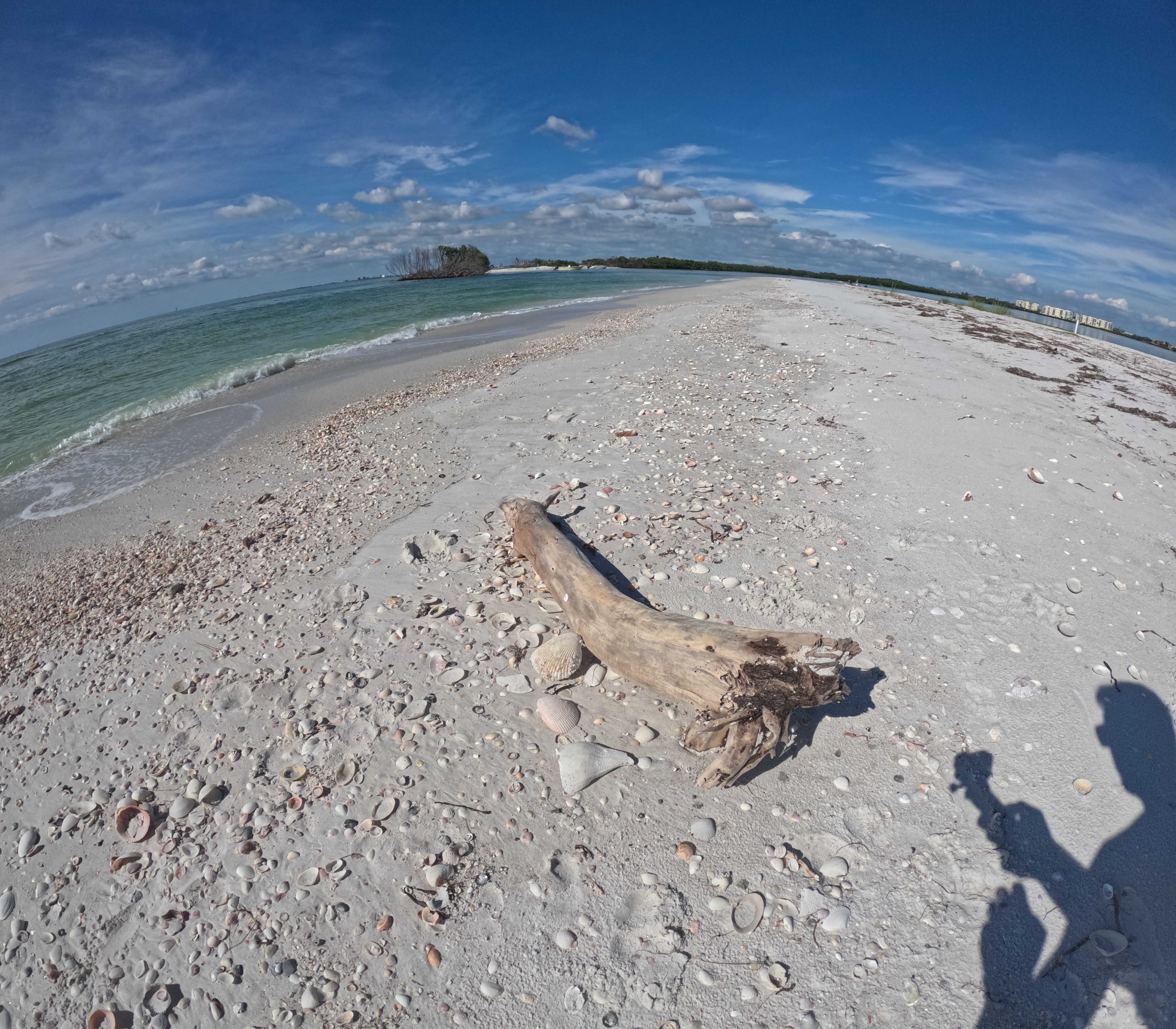 Mangroves from clear kayak rental