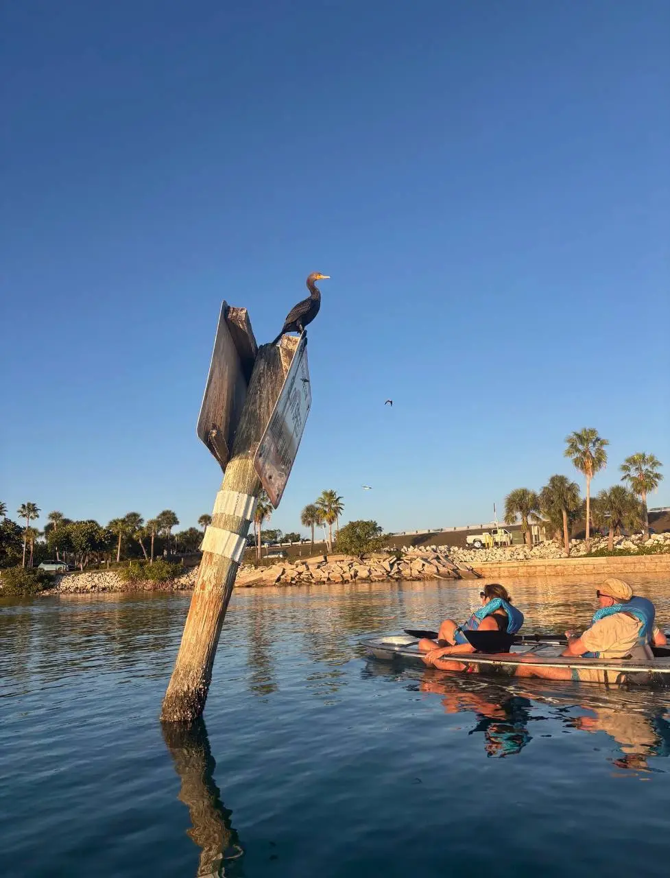 Wildlife watching from a clear kayak on Sarasota Bay during golden hour